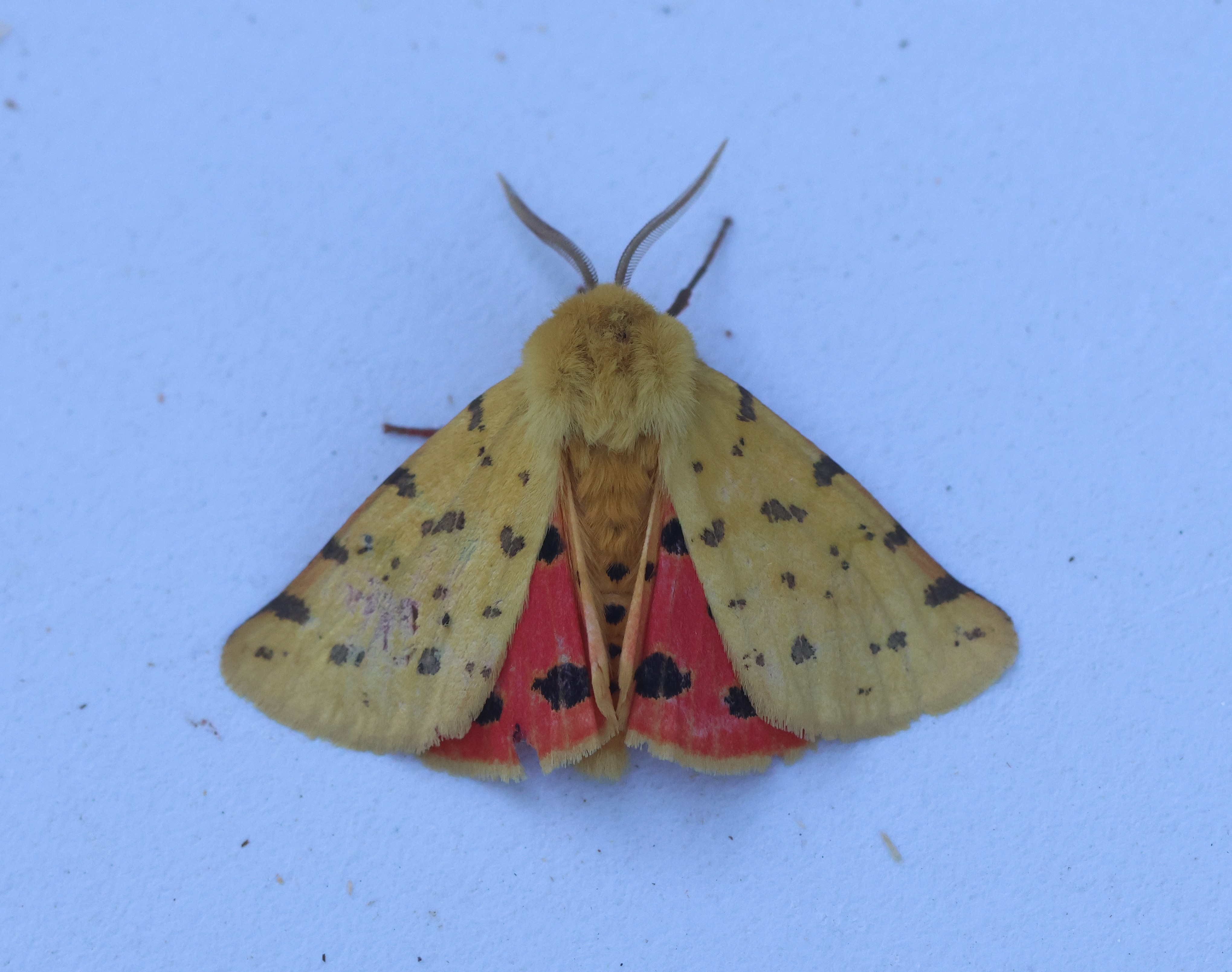 Photo of Purple Tiger (Diacrisia purpurata)